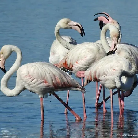 Flamingo's Bay Pensjonat Corroios
