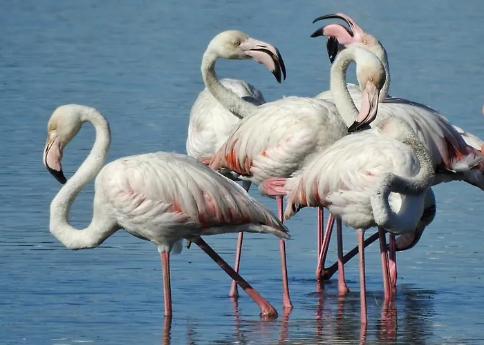 Flamingo's Bay Πανσιόν Corroios